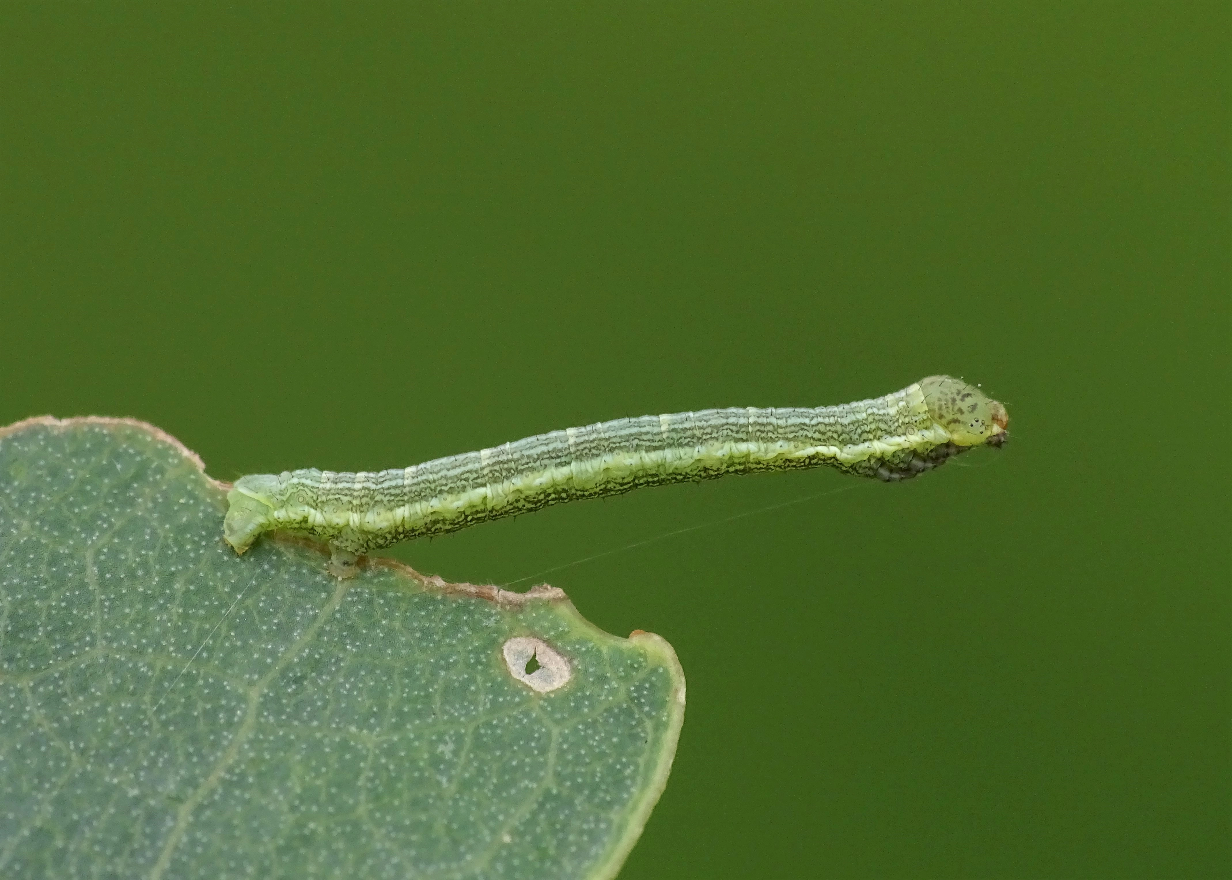 Macaria_artesiaria, Jelle Jacobsen, 6 september 2019.jpg